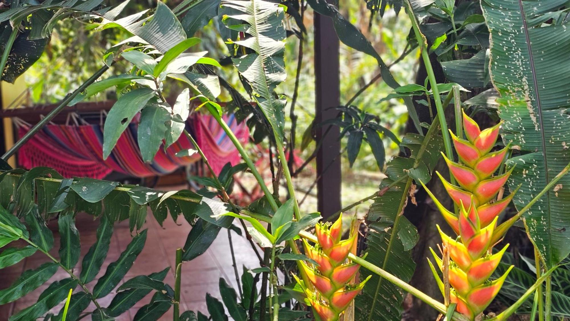 Tacacori Ecolodge Alajuela Exteriér fotografie