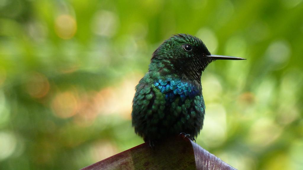 Tacacori Ecolodge Alajuela Exteriér fotografie